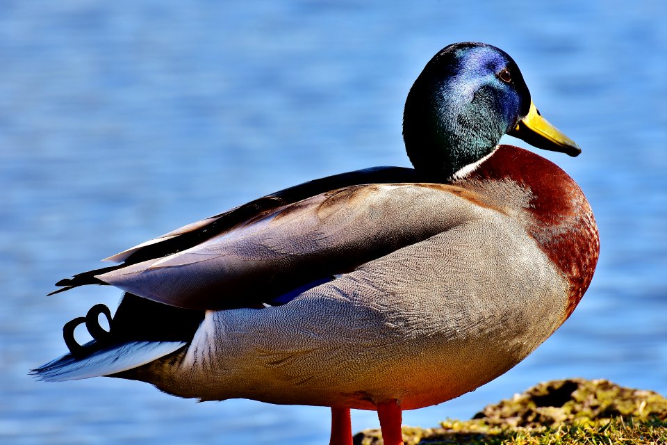 Bird Duck Mallard Water Bird
