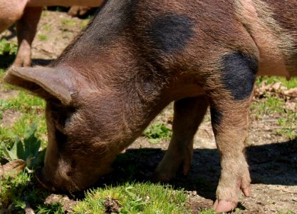 Pig Pig Like Mammal Mammal Fauna photo