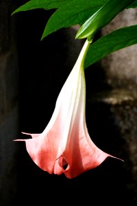 Flower Plant Flora Datura