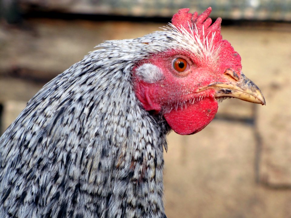 Chicken Beak Galliformes Rooster
