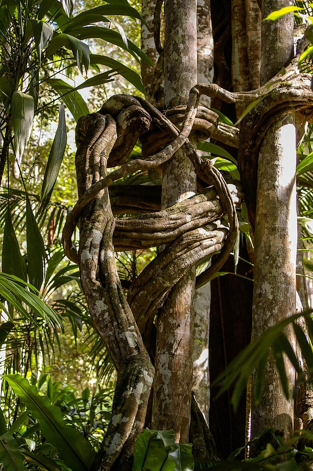 Forest twisted roots