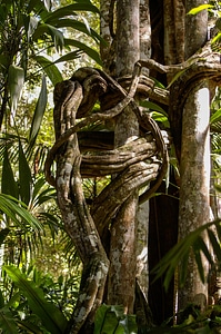 Forest twisted roots