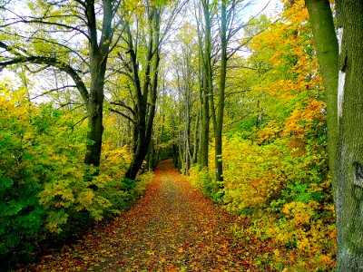 Nature Woodland Leaf Ecosystem