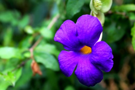 Flower Flora Violet Purple