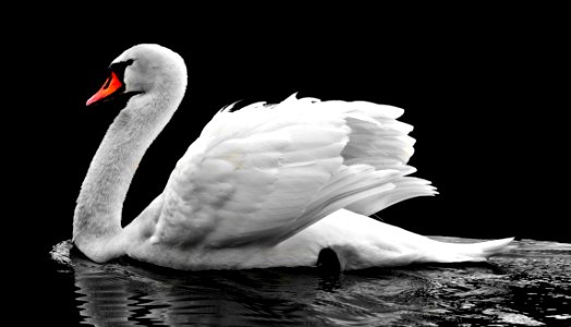 Swan Water Bird Bird Ducks Geese And Swans