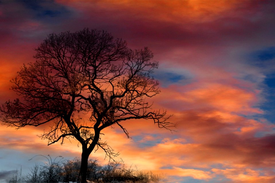 Sky Tree Cloud Woody Plant