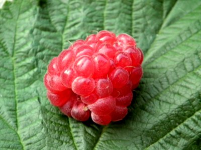 Berry Raspberry Fruit Tayberry