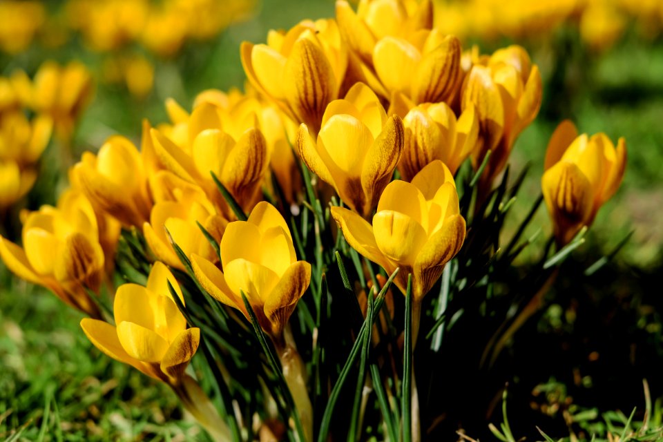 Flower Plant Yellow Flowering Plant