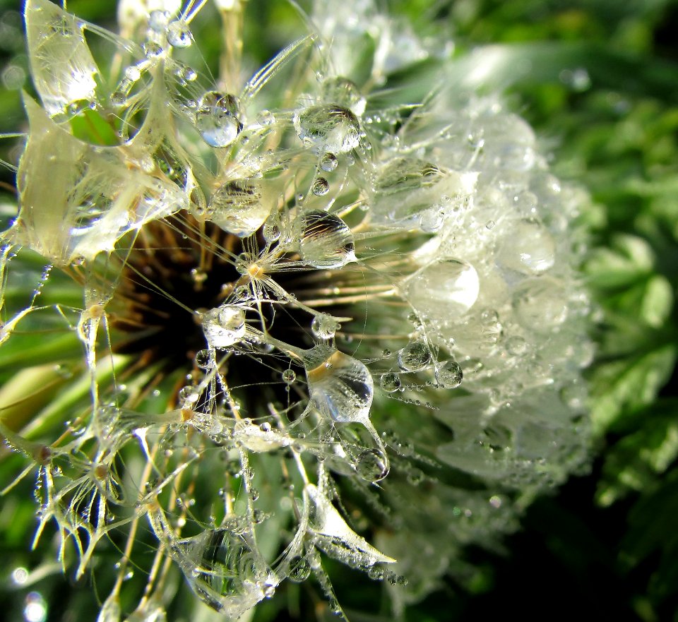 Water Flora Plant Moisture