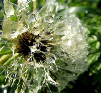 Water Flora Plant Moisture