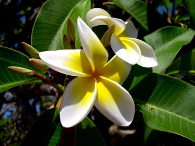 Plant Flora Flower Vegetation