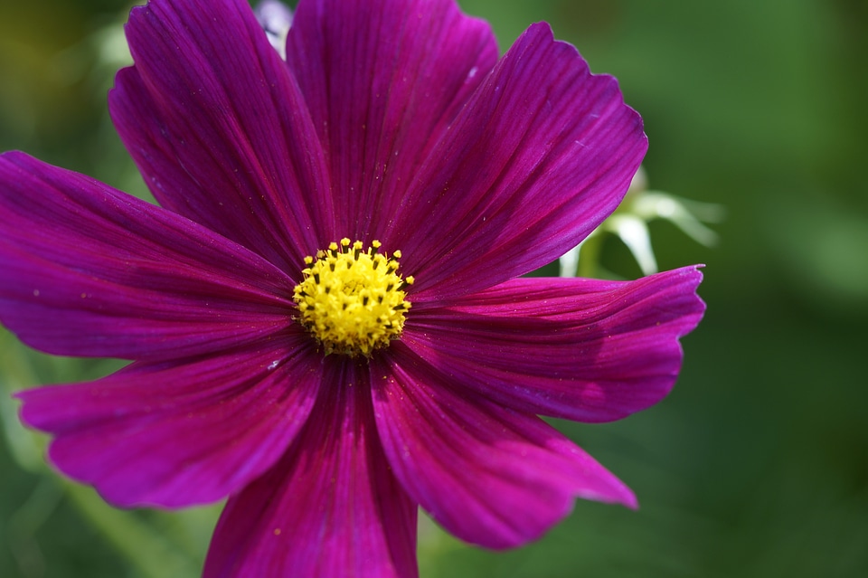 Close up macro flower photo