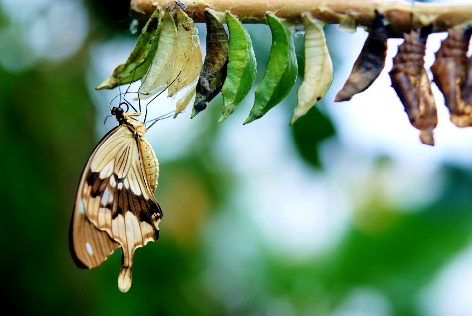 Insect Butterfly Moths And Butterflies Fauna
