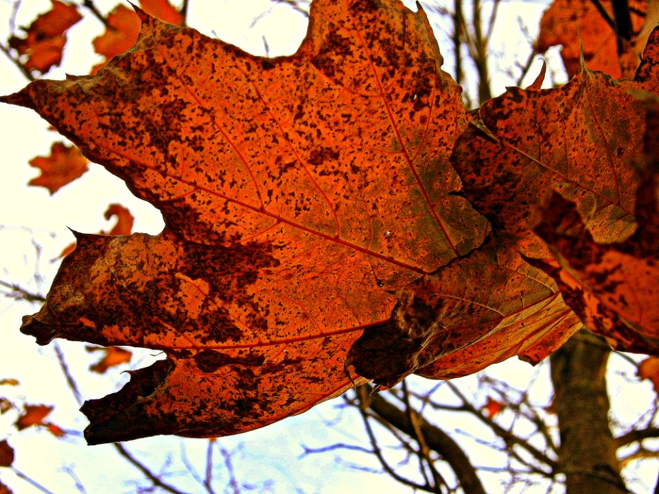 Leaf Maple Leaf Autumn Deciduous