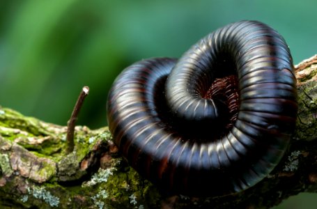 Terrestrial Animal Close Up Macro Photography Ringed Worm