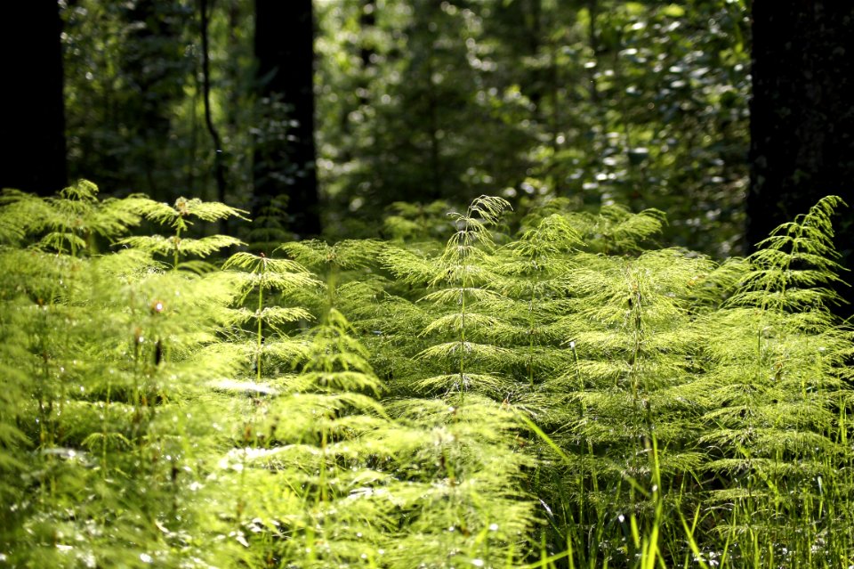 Vegetation Ecosystem Plant Woodland