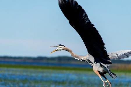 Gray And Brown Bird Flying