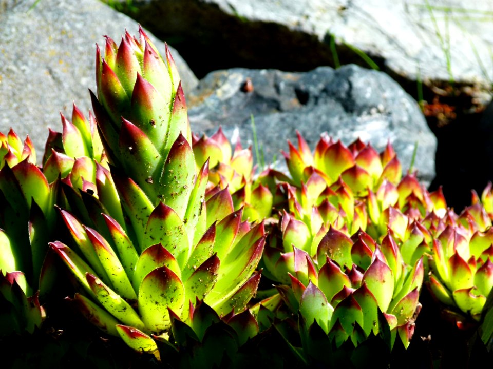 Plant Vegetation Flora Leaf