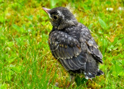Bird Fauna Beak Grass