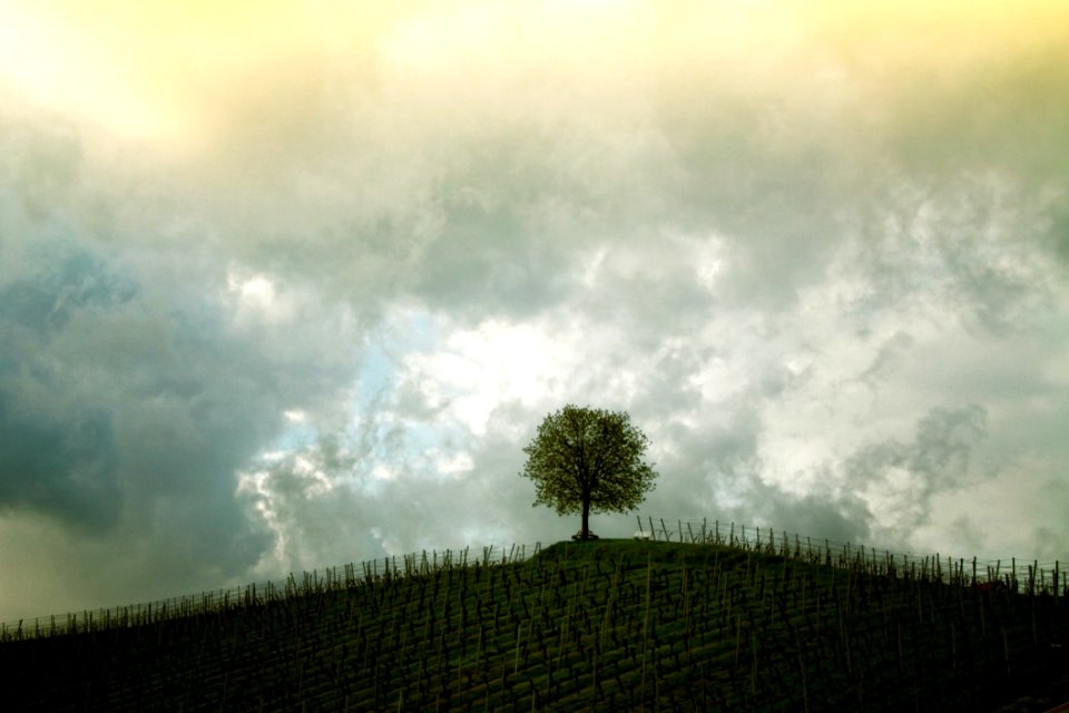 Sky Cloud Tree Woody Plant