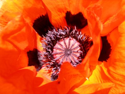 Flower Orange Flowering Plant Close Up