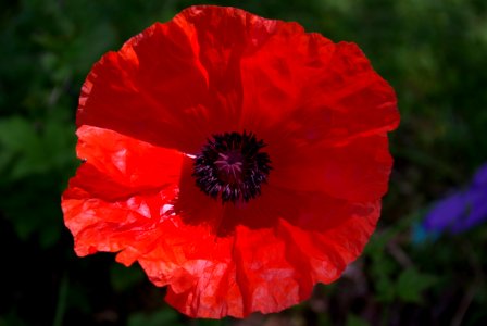 Flower Wildflower Poppy Poppy Family