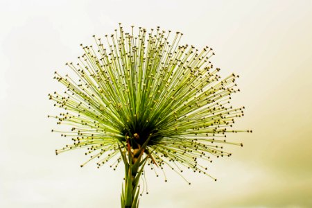 Flora Plant Close Up Grass