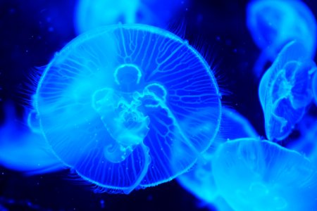 Jellyfish Cnidaria Blue Marine Invertebrates photo