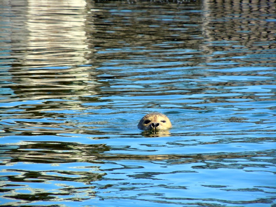Water Reflection Wildlife Fauna