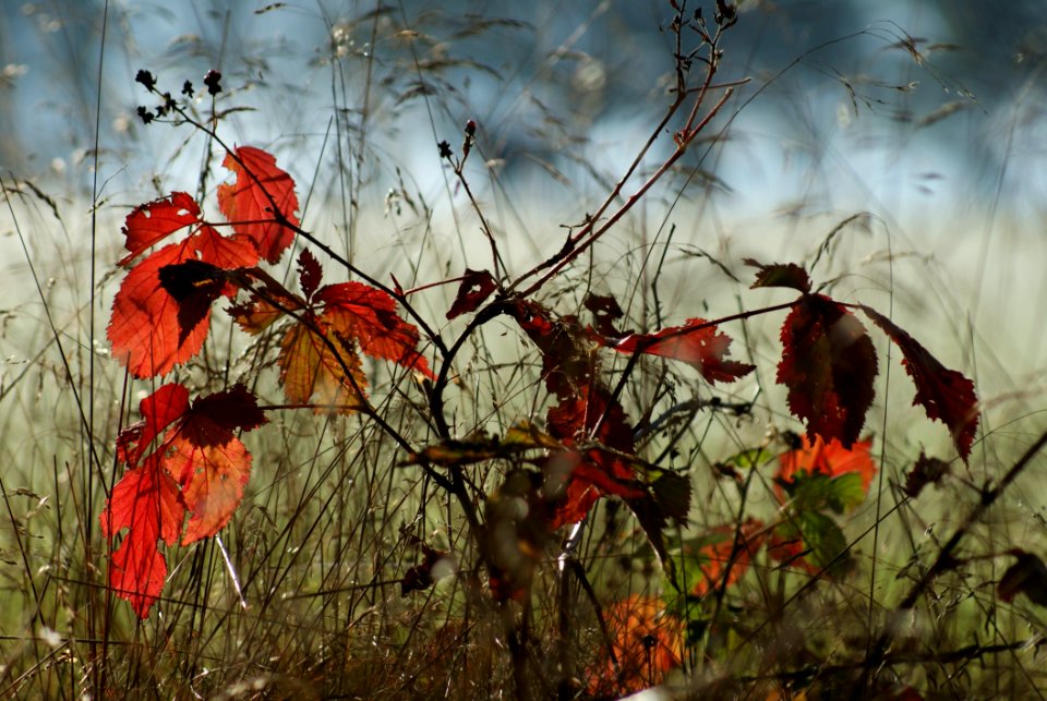 Leaf Autumn Branch Flora