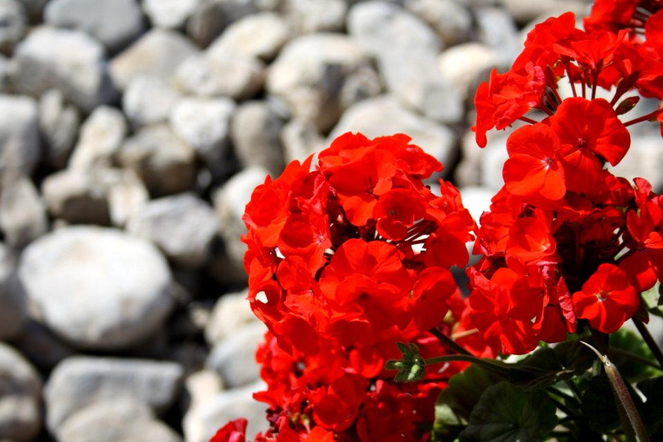 Flower Red Plant Flora
