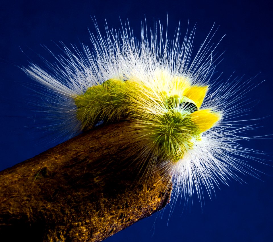 Yellow Caterpillar Close Up Macro Photography