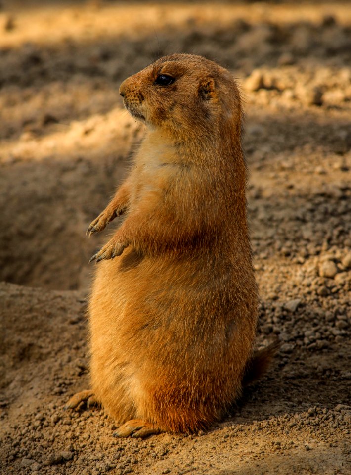 Prairie Dog Fauna Mammal Squirrel