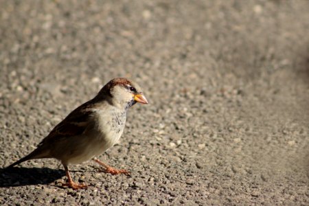 Bird Sparrow Fauna Beak photo