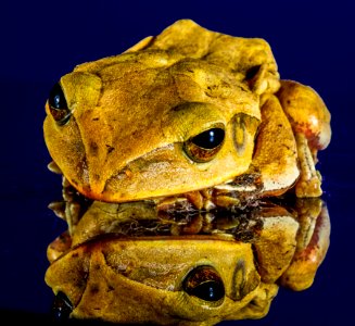 Toad Ranidae Frog Amphibian