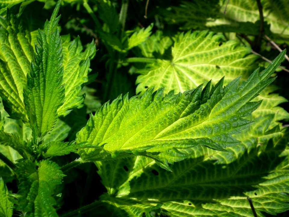 Plant Urtica Leaf Vegetation