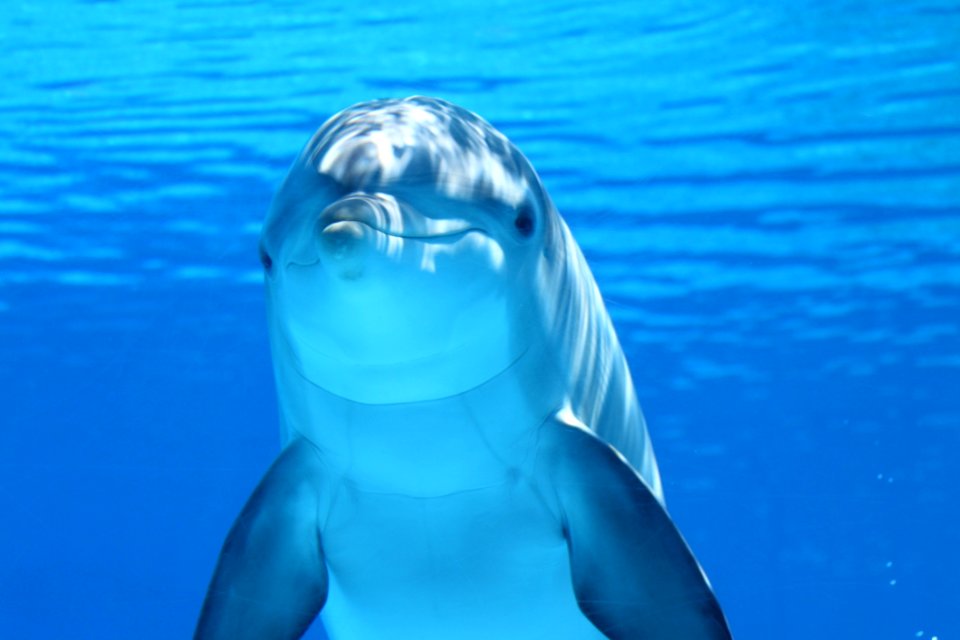 Dolphin Marine Mammal Common Bottlenose Dolphin Mammal