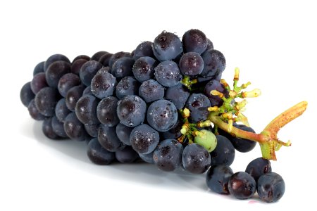 Grape Fruit Grapevine Family Vitis photo