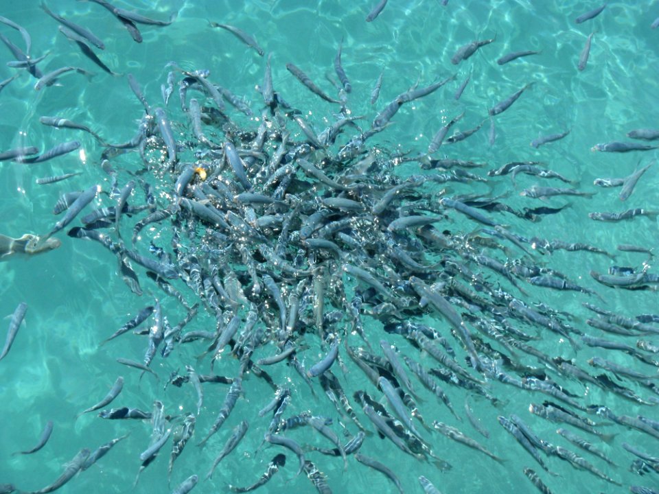Water Marine Biology Aqua Underwater
