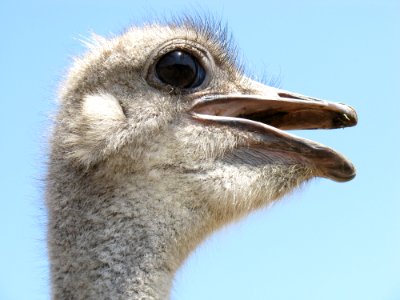 Ostrich Beak Bird Fauna
