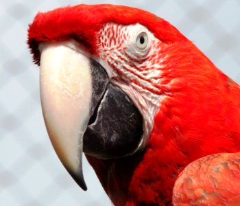 Bird Beak Macaw Parrot