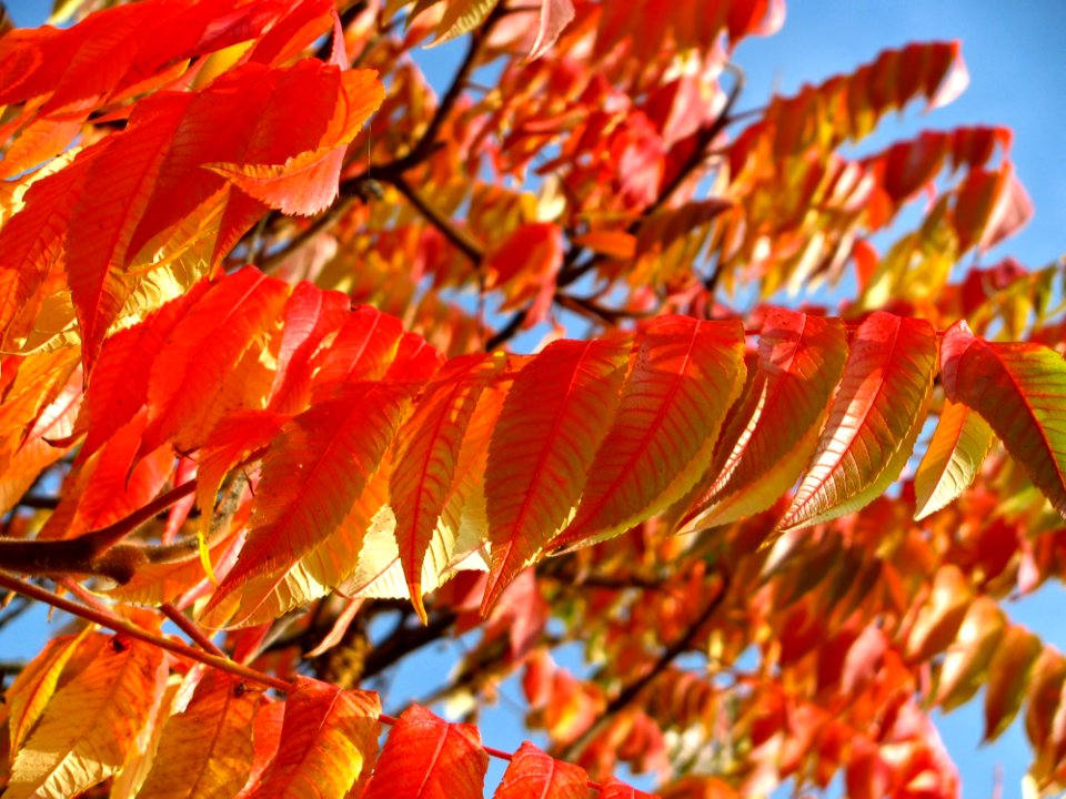 Leaf Autumn Deciduous Rowan