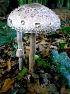 Fungus Mushroom Edible Mushroom Agaric photo