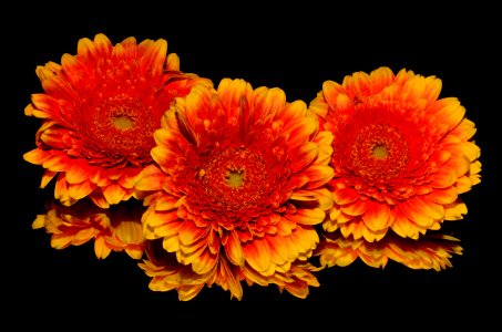Flower Yellow Gerbera Orange photo