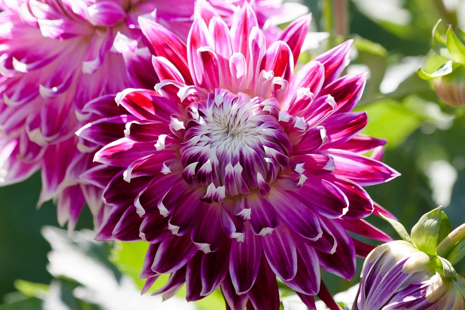 Plant composites pink