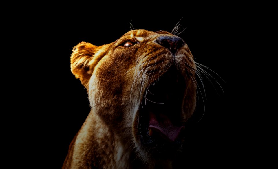 Wildlife Facial Expression Mammal Whiskers