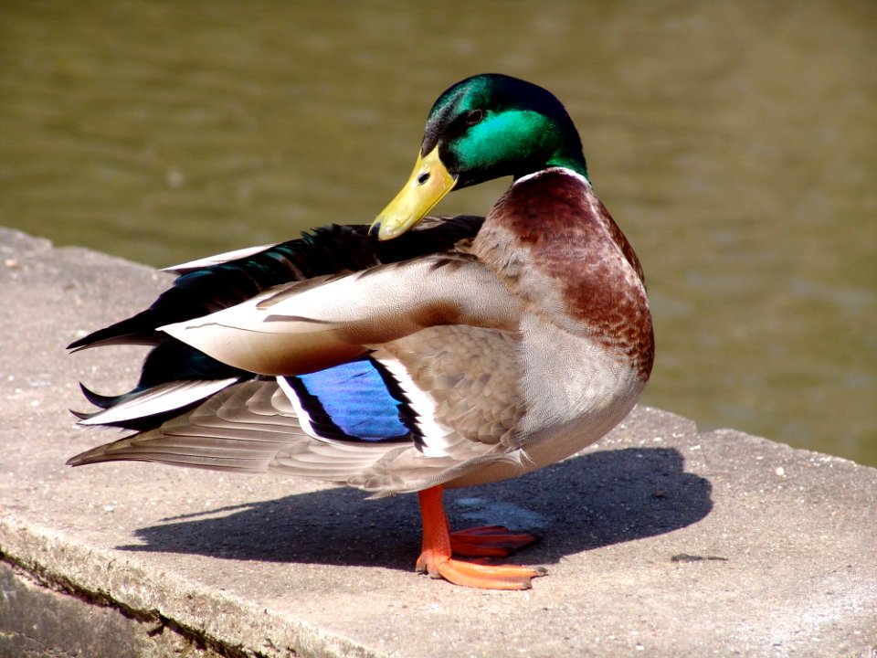 Duck Bird Mallard Water Bird