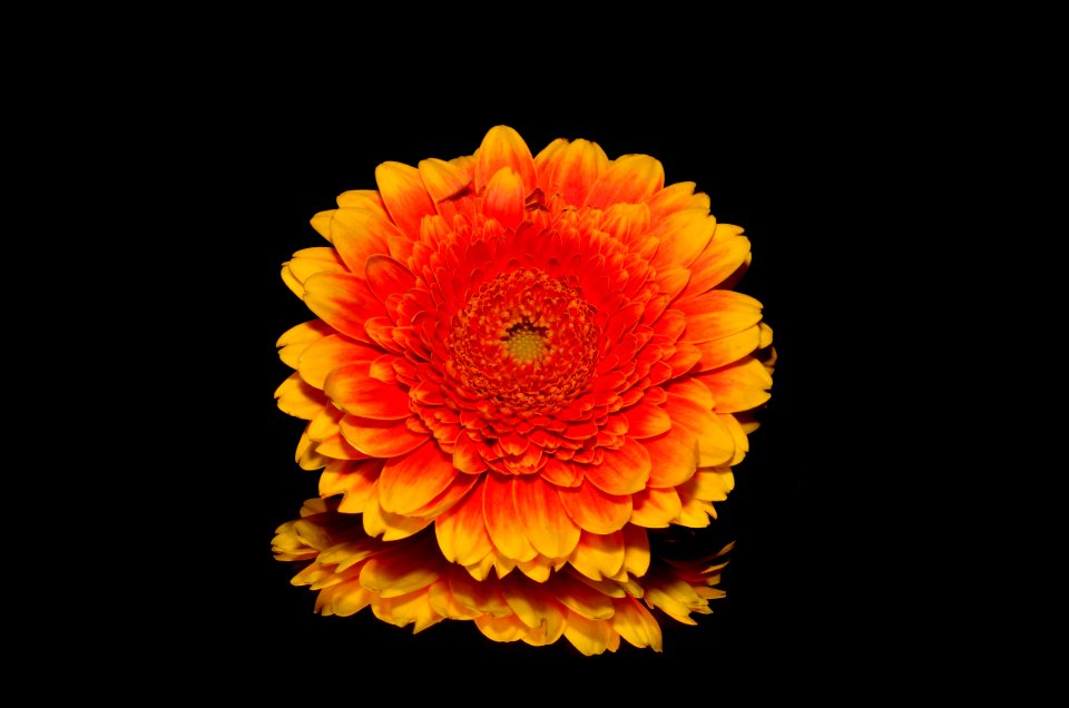 Flower Orange Yellow Gerbera