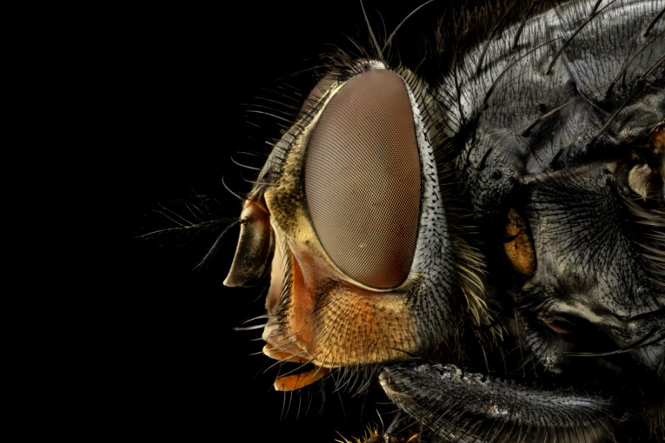 Insect Invertebrate Macro Photography Close Up