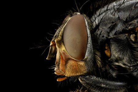 Insect Invertebrate Macro Photography Close Up photo